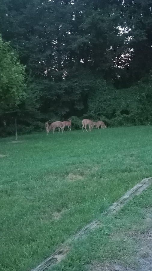 Stoneybrook Local Park